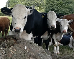 [http://www.ukstudentlife.com/Britain/Photos/Animals/Cow3.jpg]