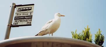 Brighton seagull (c) ukstudentlife.com