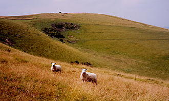 Sussex Downs (c) ukstudentlife.com