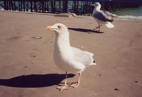 Eastbourne seagull (c) ukstudentlife.com