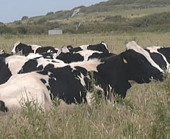 [http://www.ukstudentlife.com/Britain/Weather/CattleLying.jpg]