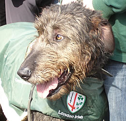 Irish Wolf Terrier