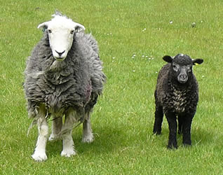 herdwick sheep tableau