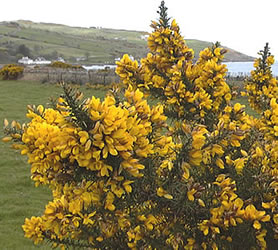 http://www.ukstudentlife.com/Travel/Tours/NorthernIreland/Antrim/Gorse.jpg